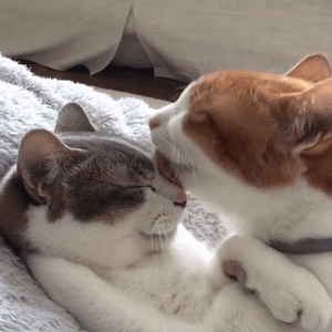 快来吸猫！这套Riepoyonn喵星人猫片表情包太治愈了