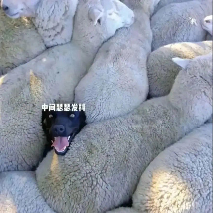 12月23日热门表情包合集来啦