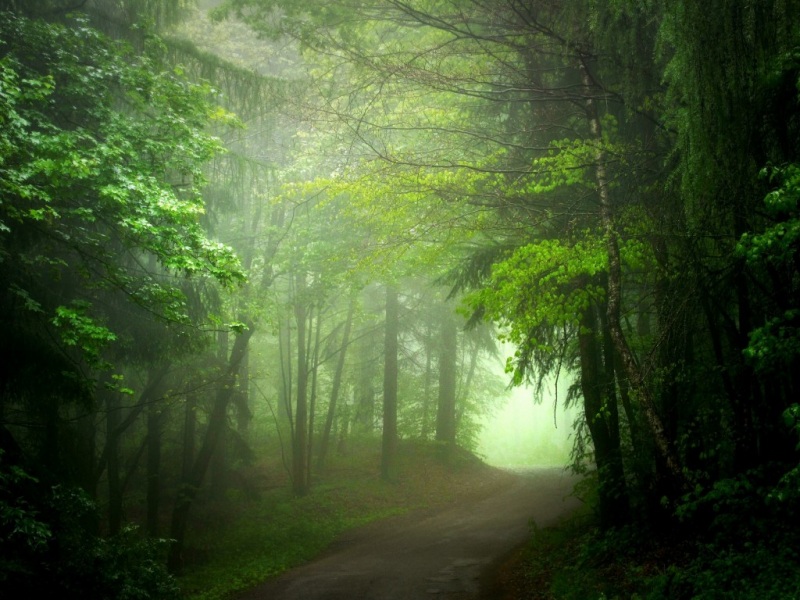 林间雾中路！这套绿色风景电脑壁纸太治愈了
