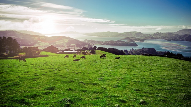 治愈系自然风景！带牛群的草甸河流电脑动漫壁纸推荐