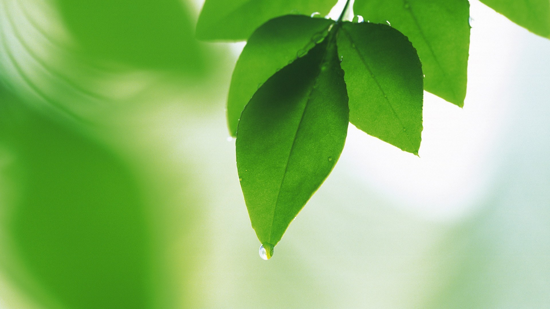 绿色叶子护眼电脑壁纸：多款高清尺寸任你选