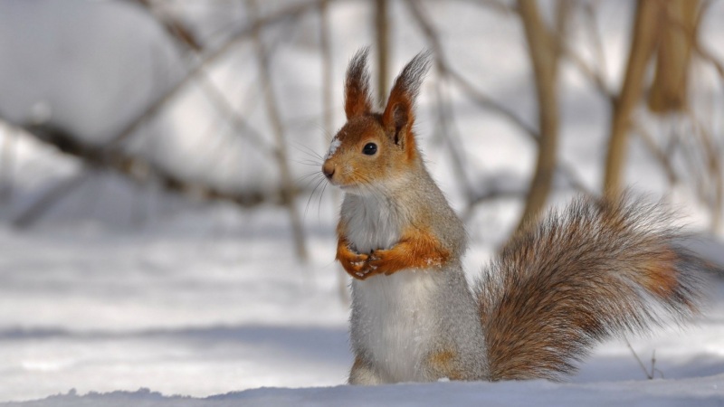 冬日软萌松鼠壁纸合集！多款高清尺寸任你挑