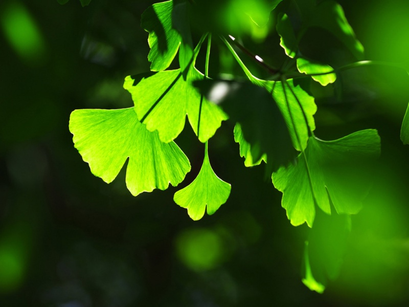 银杏叶主题绿色电脑动漫壁纸分享