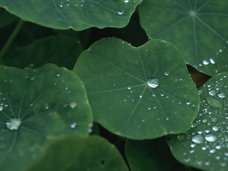 荷叶水珠电脑桌面动漫壁纸