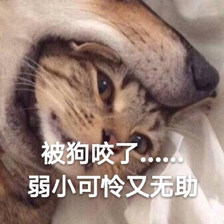 这波斗图全靠喵！一组可爱猫猫表情包合集