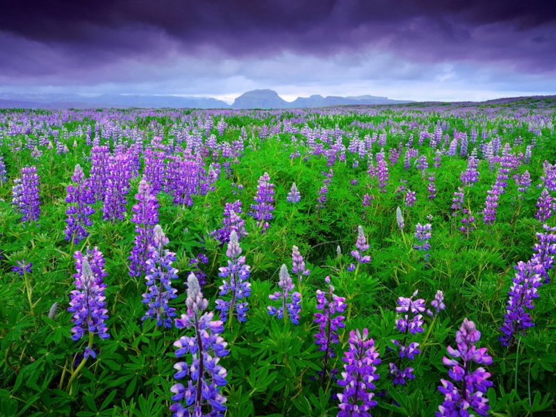 冰岛羽扇豆风景电脑桌面壁纸上新啦