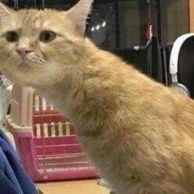 猫咪情侣头像合集！10组搞怪可爱的一对两张高清图