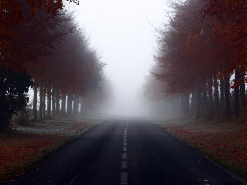 道路树木雾景电脑桌面壁纸上新啦