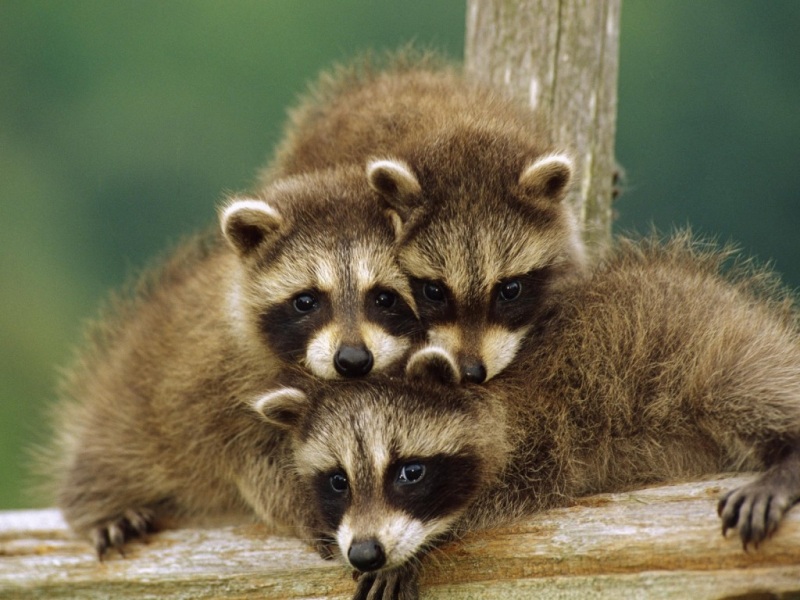 三只软萌小浣熊！这套电脑壁纸也太治愈了吧