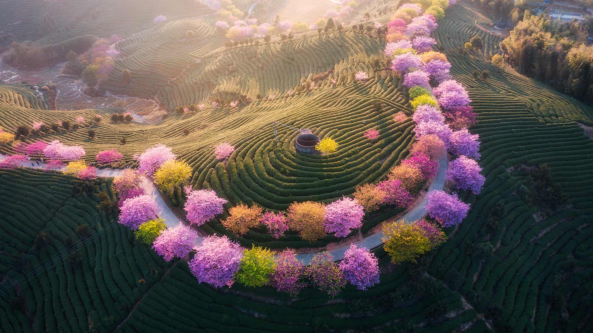 永福樱花园高清风景壁纸下载推荐