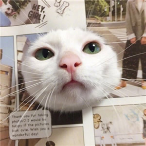 超萌猫咪情侣头像！一左一右超适配的一对两张头像合集来啦