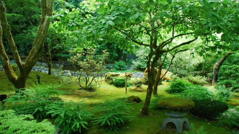 这套带森林树木草地的绿色自然壁纸，电脑用刚好