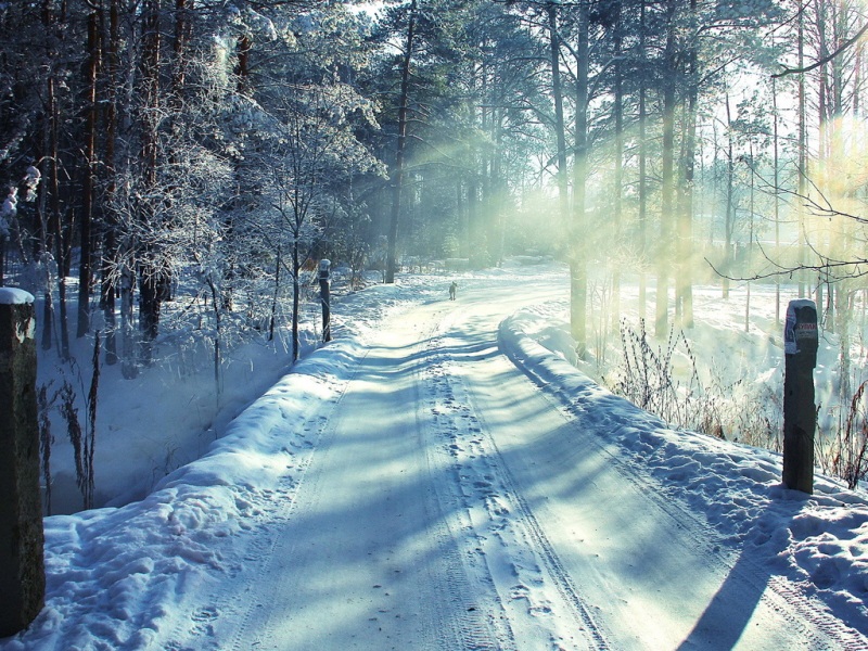冬日林间雪路壁纸！氛围感拉满的电脑桌面背景