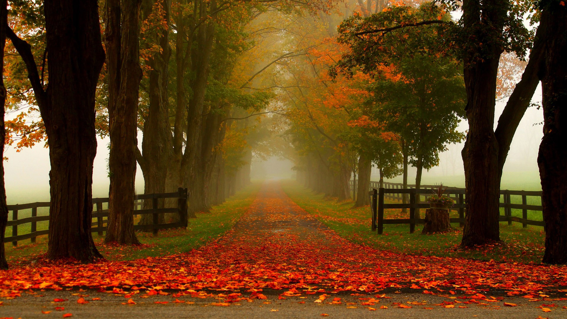 秋日林间公园壁纸合集