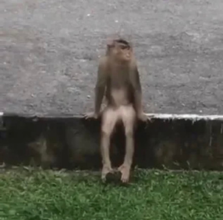 聊天斗图没文字？这款无字表情包合集超好用