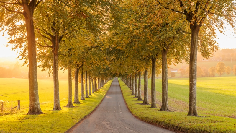 秋天树木隧道主题电脑动漫壁纸上新啦