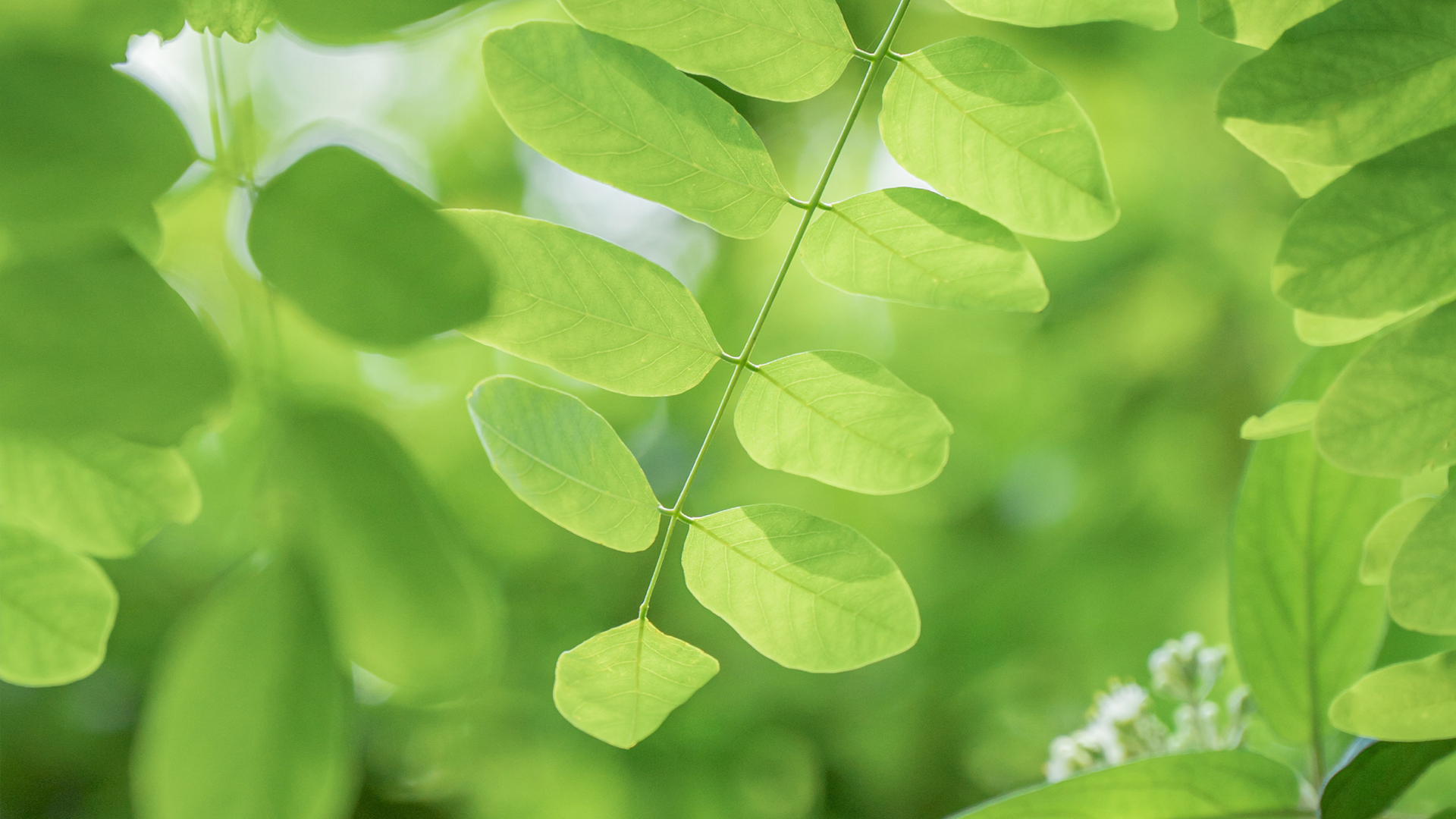 自然护眼绿叶背景高清壁纸来啦 适配多款电脑屏幕尺寸