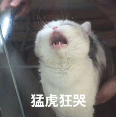 猫咪哭泣流泪猫猫头表情包合集来啦