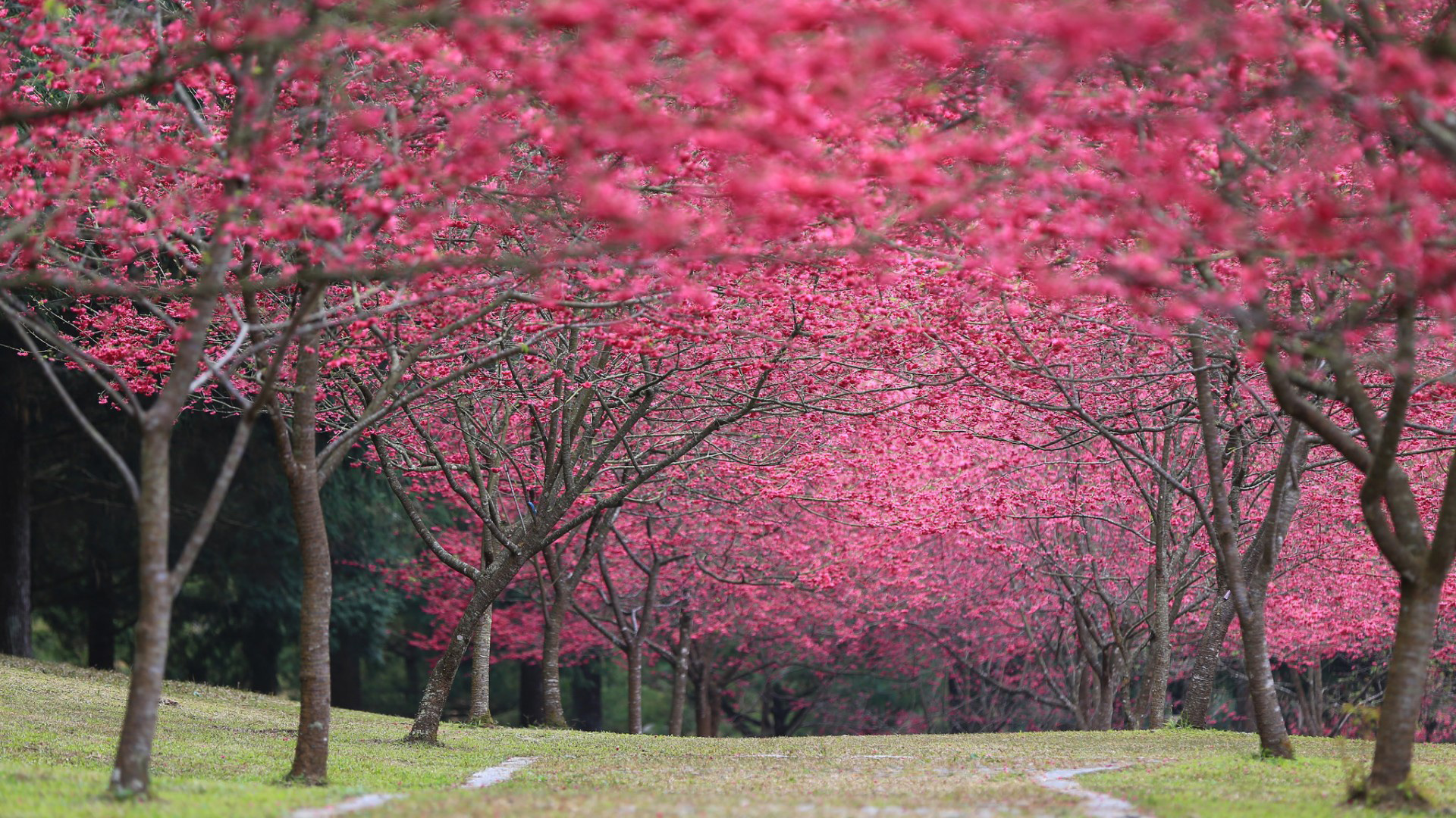 林间樱花樱桃小路风景电脑壁纸