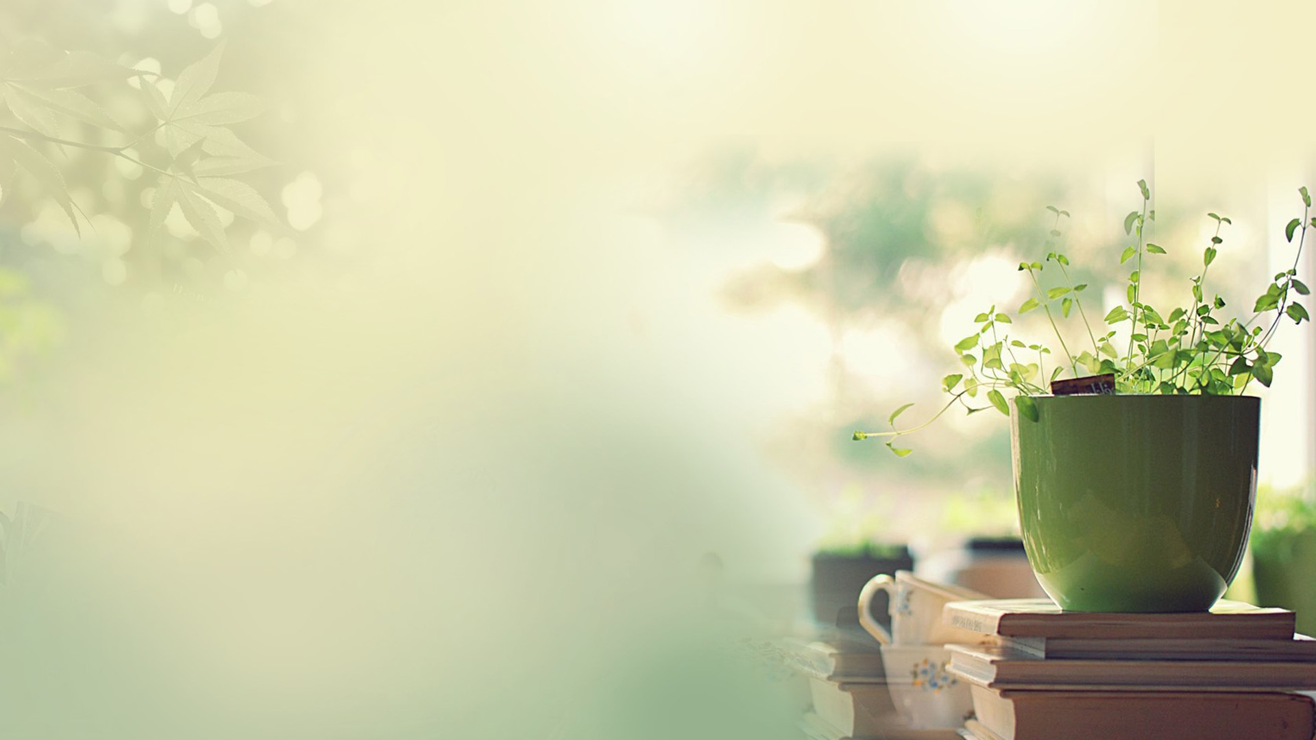 氛围感拉满！屋内养眼植物电脑桌面壁纸来了