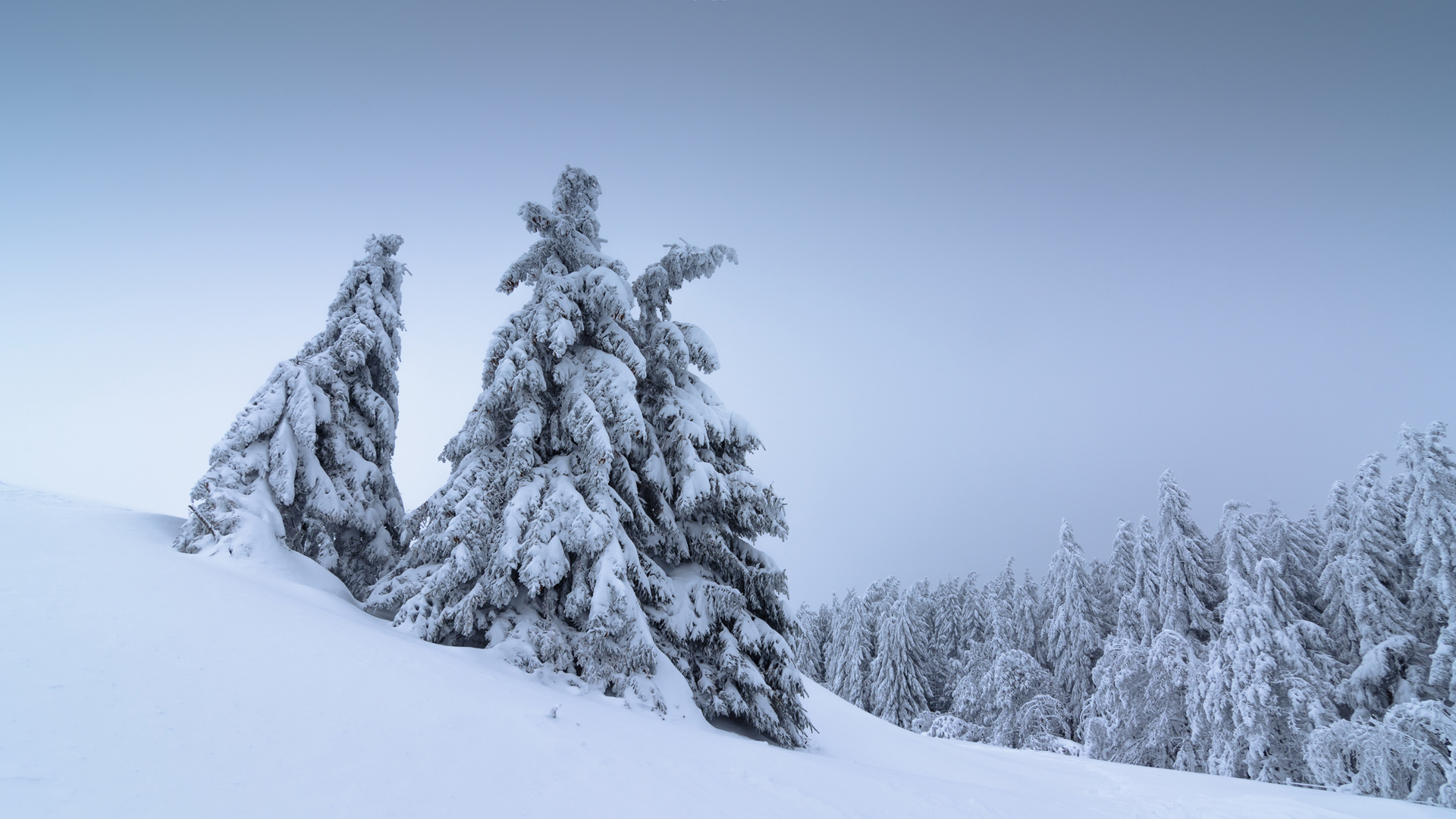 冬日树木雪景电脑桌面壁纸