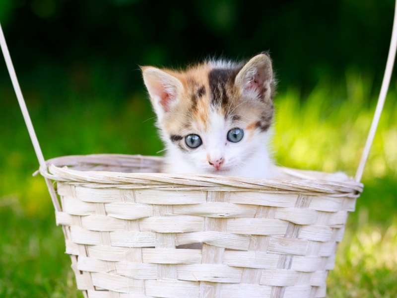软萌小猫摇篮壁纸！多款高清尺寸任你挑
