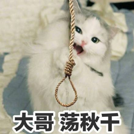 超萌智障感猫咪表情包合集