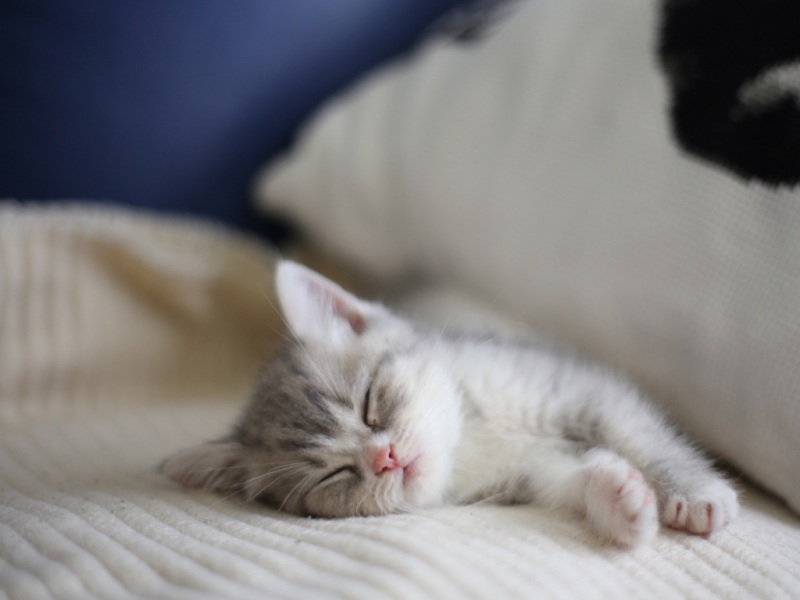 治愈感拉满！带房子场景的酣睡小猫电脑桌面壁纸