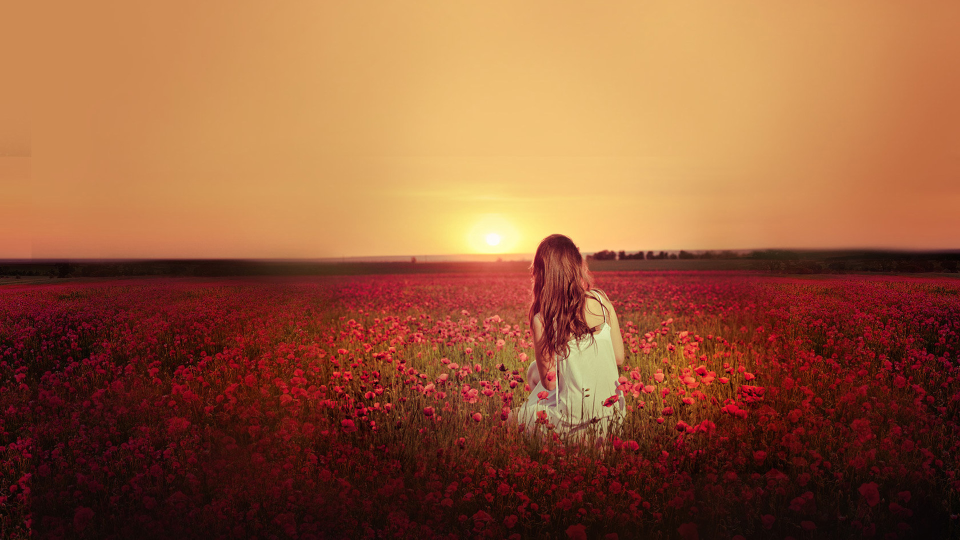 夕阳花海壁纸，仿佛踏入了童话里的世界