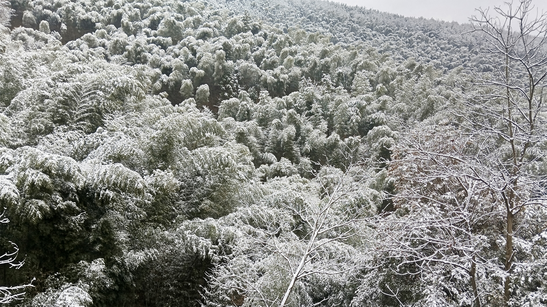 冬日竹林雪景电脑桌面壁纸推荐