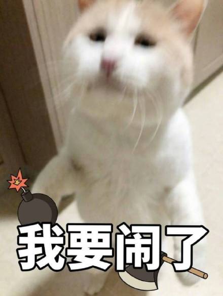 超萌智障感猫咪表情包合集