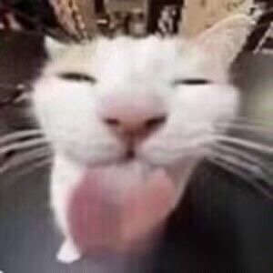 聊天斗图神器！这套小动物无字表情包太好用了