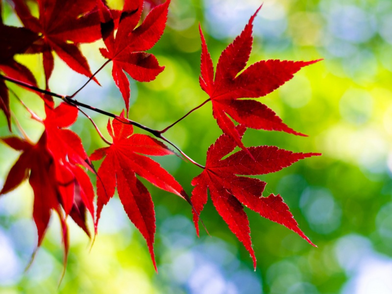 秋天红叶配绿背景！这款电脑动漫壁纸氛围感拉满