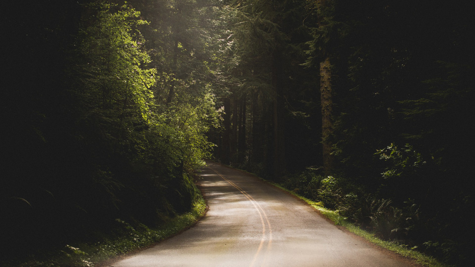 道路树木沥青路自然风景电脑动漫壁纸