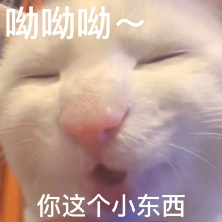 又有新的奇怪猫猫表情包可以用啦
