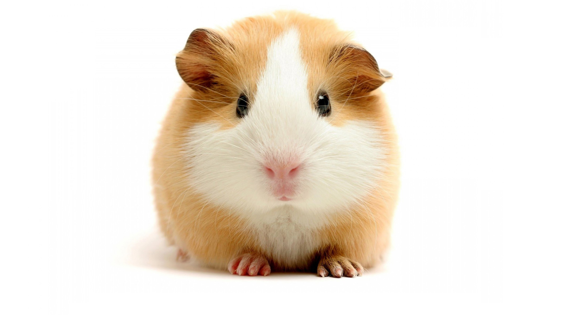 软萌小仓鼠电脑壁纸 棕白配色超治愈