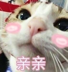 能用来撩对象的猫咪表情包合集
