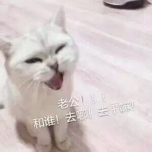 撒娇必备！喊老公的喵喵表情包合集