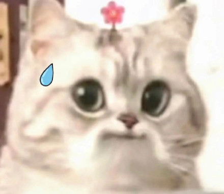 刷到就存！超治愈可爱微笑小猫斗图表情包合集