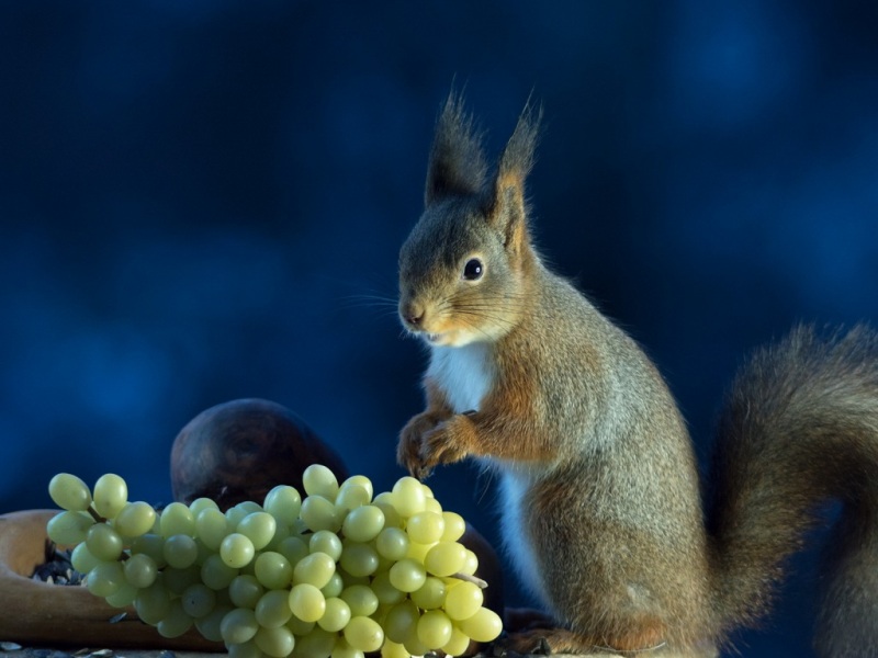 抱着葡萄的灰松鼠太治愈！这套可爱桌面壁纸快存