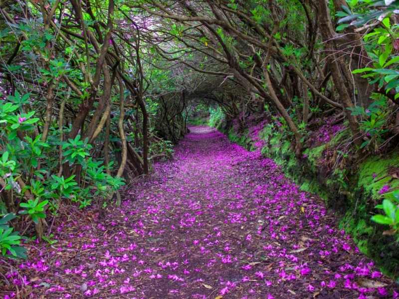 爱尔兰肯梅尔公园拱形林荫道风景壁纸来啦