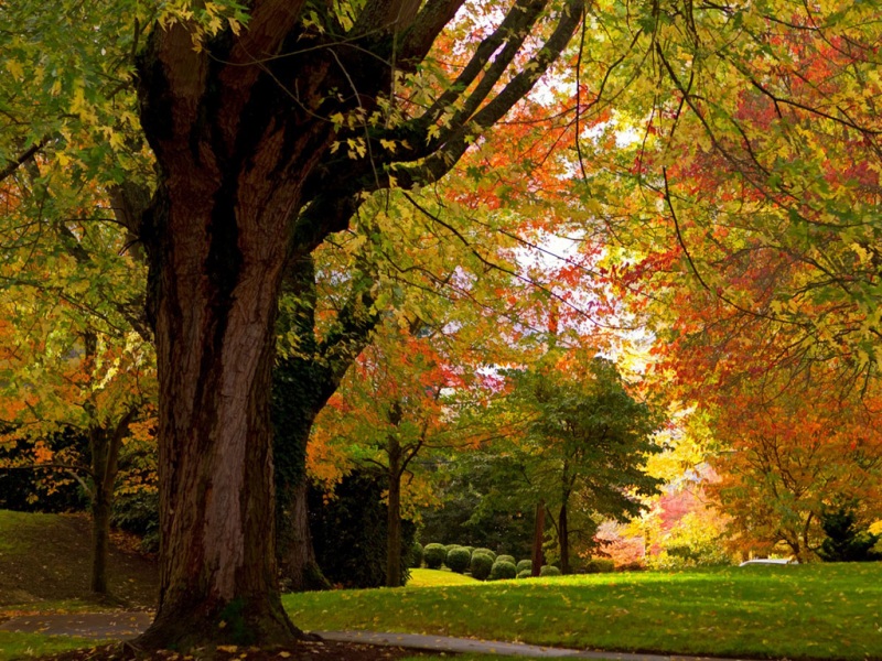 秋天公园绿树成荫风景壁纸推荐