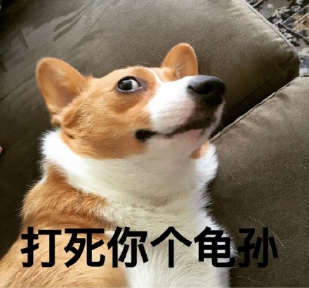 柯基版“打死你个龟孙”表情包来啦，斗图又有新素材