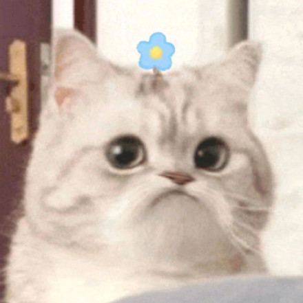 刷到就存！超治愈可爱微笑小猫斗图表情包合集