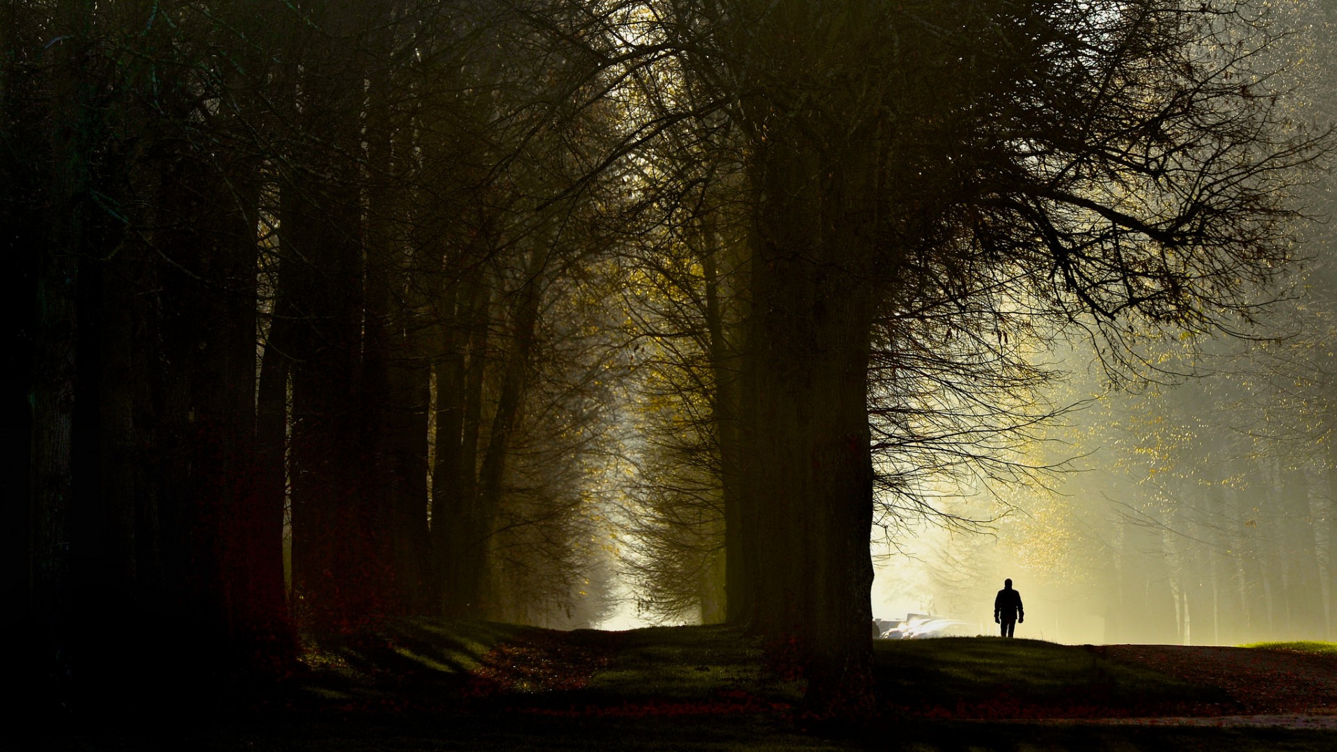 带晨光树木和男子的风景电脑桌面壁纸来了