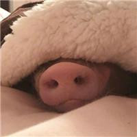 一左一右的可爱小猪情侣头像 20张真人感头像图合集