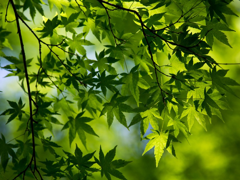 护眼又好看！绿色枫叶电脑动漫桌面壁纸推荐