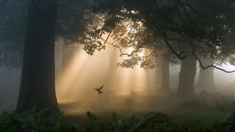 自然森林清晨风景 电脑动漫桌面壁纸来了