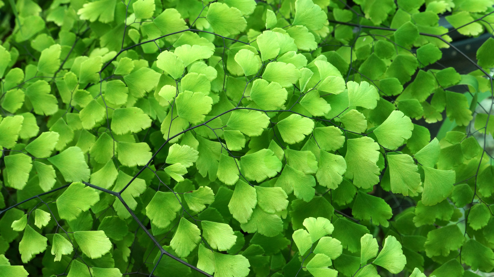 铁线蕨绿植护眼高清壁纸 适配多尺寸电脑屏幕