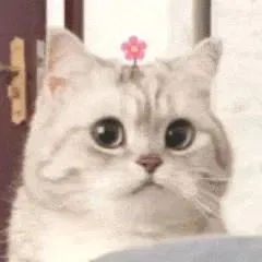 刷到就存！超治愈可爱微笑小猫斗图表情包合集